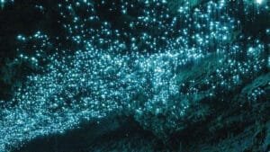 Thousands of glowing blue glowworms lighting up the roof of Waitomo Cave in New Zealand