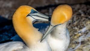 Close-up of yellow-headed, white-bodied birds found on Auckland’s wild west coast black sand beaches