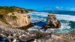 Birds congregating on cliff tops overlooking the sea along Auckland’s wild west coast black sand beaches
