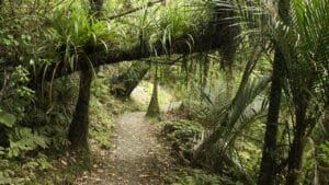 Walking tracks through lush native bush on Auckland’s wild west coast black sand beaches tour