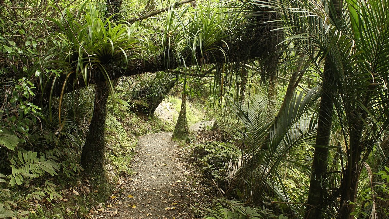 Walking tracks through lush native bush on Auckland’s wild west coast black sand beaches tour