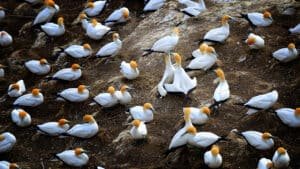 White, yellow, and black birds gathered on black sand beaches along Auckland’s wild west coast