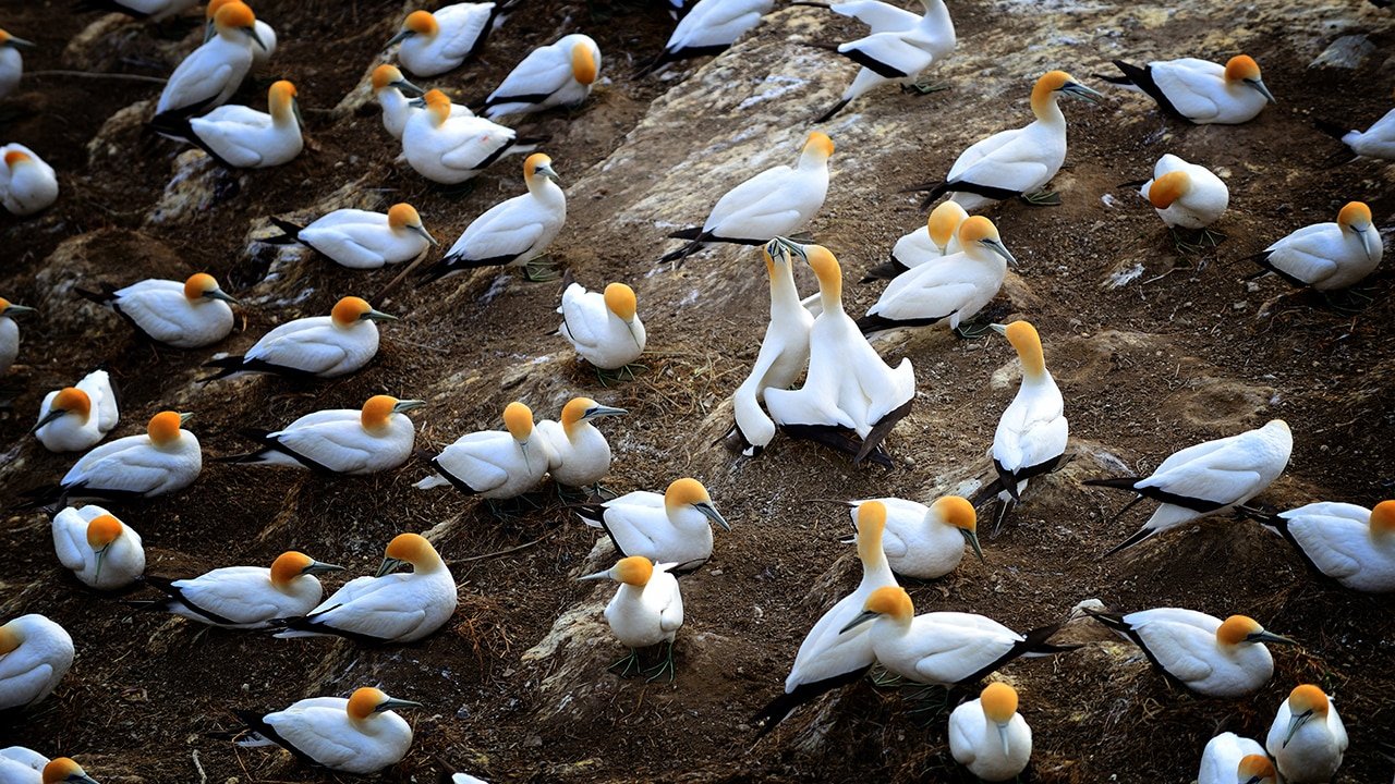 White, yellow, and black birds gathered on black sand beaches along Auckland’s wild west coast