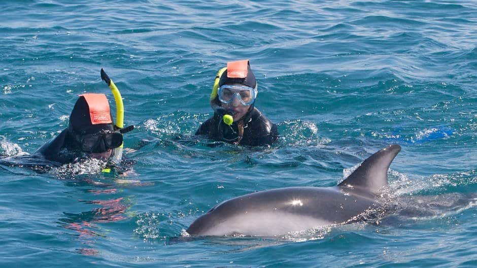 A snorkeller swims alongside playful dusky dolphins in the clear waters off Kaikōura, New Zealand