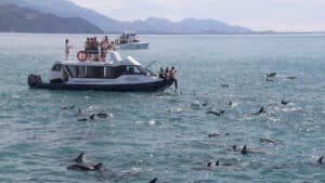 A pod of dusky dolphins swimming near a tour boat off the coast of Kaikōura, New Zealand