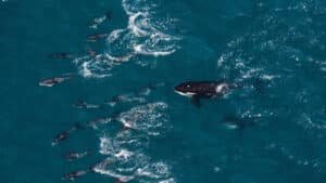 A pod of orca whales swimming near the surface of the ocean off Kaikōura