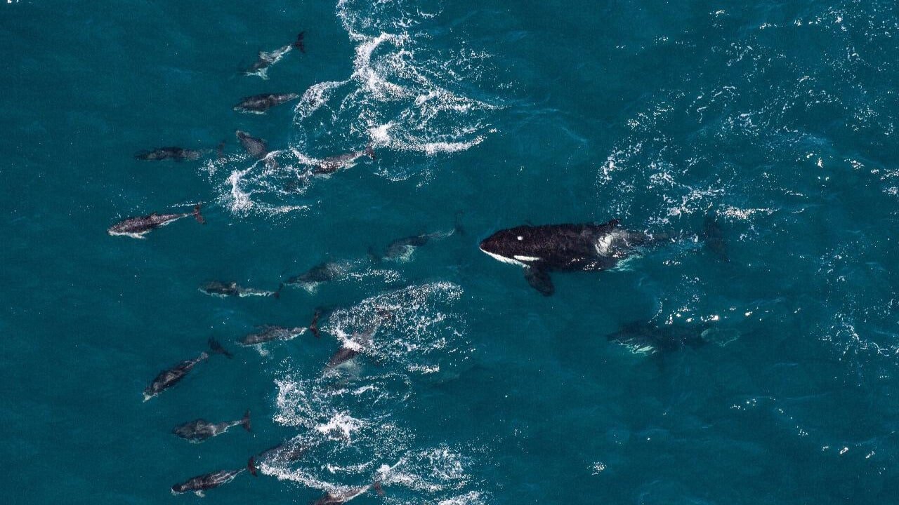 A pod of orca whales swimming near the surface of the ocean off Kaikōura