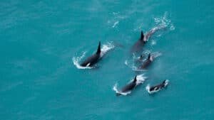 A pod of six orca whales swimming near the surface of the ocean near Kaikōura