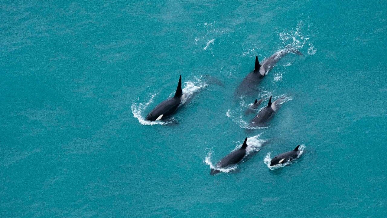 A pod of six orca whales swimming near the surface of the ocean near Kaikōura