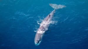 A massive sperm whale floating at the ocean surface near Kaikōura