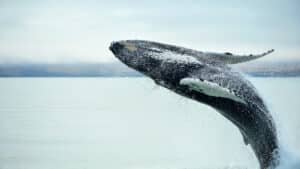 A whale breaches and dives dramatically off the coast of Kaikōura on a day tour from Christchurch