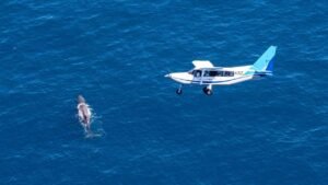 A small plane flies above a large whale near the ocean surface off Kaikōura, New Zealand