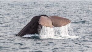 A whale tail breaching above the ocean on a Kaikōura whale watch day tour from Christchurch