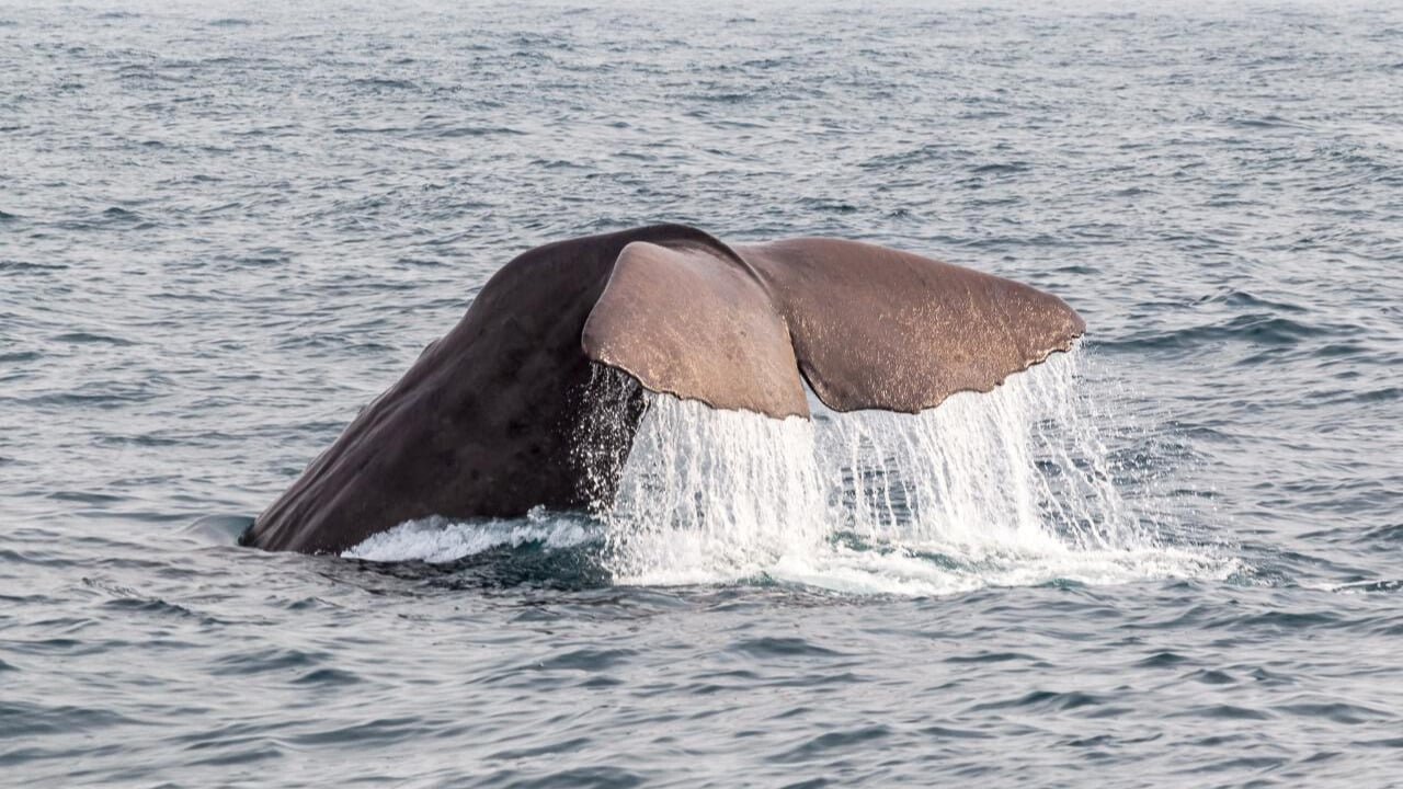 A whale tail breaching above the ocean on a Kaikōura whale watch day tour from Christchurch