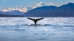 A whale’s tail rising above the ocean with snow-capped mountains in the background during a Kaikōura day tour from Christchurch