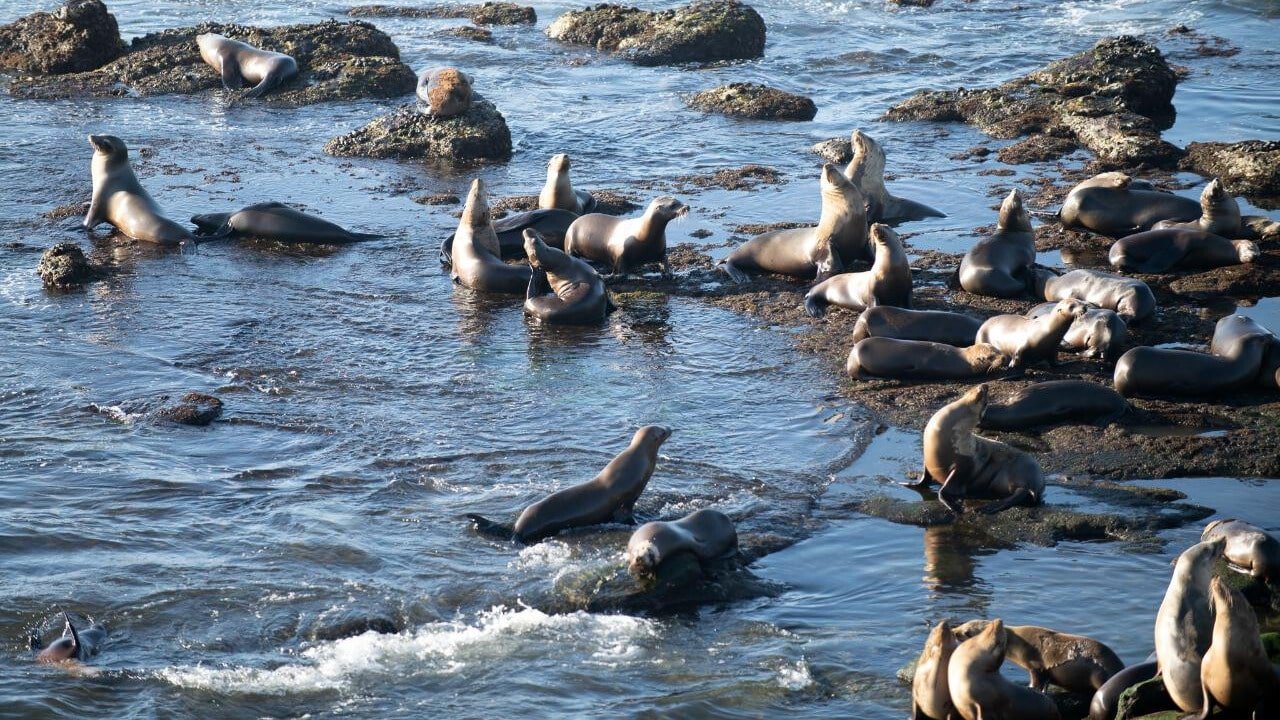 Seals lounging on rocks along the Kaikōura coastline during a small group wildlife and whale watch tour