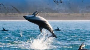 A whale breaching from the ocean with other whales nearby off the coast of Kaikōura