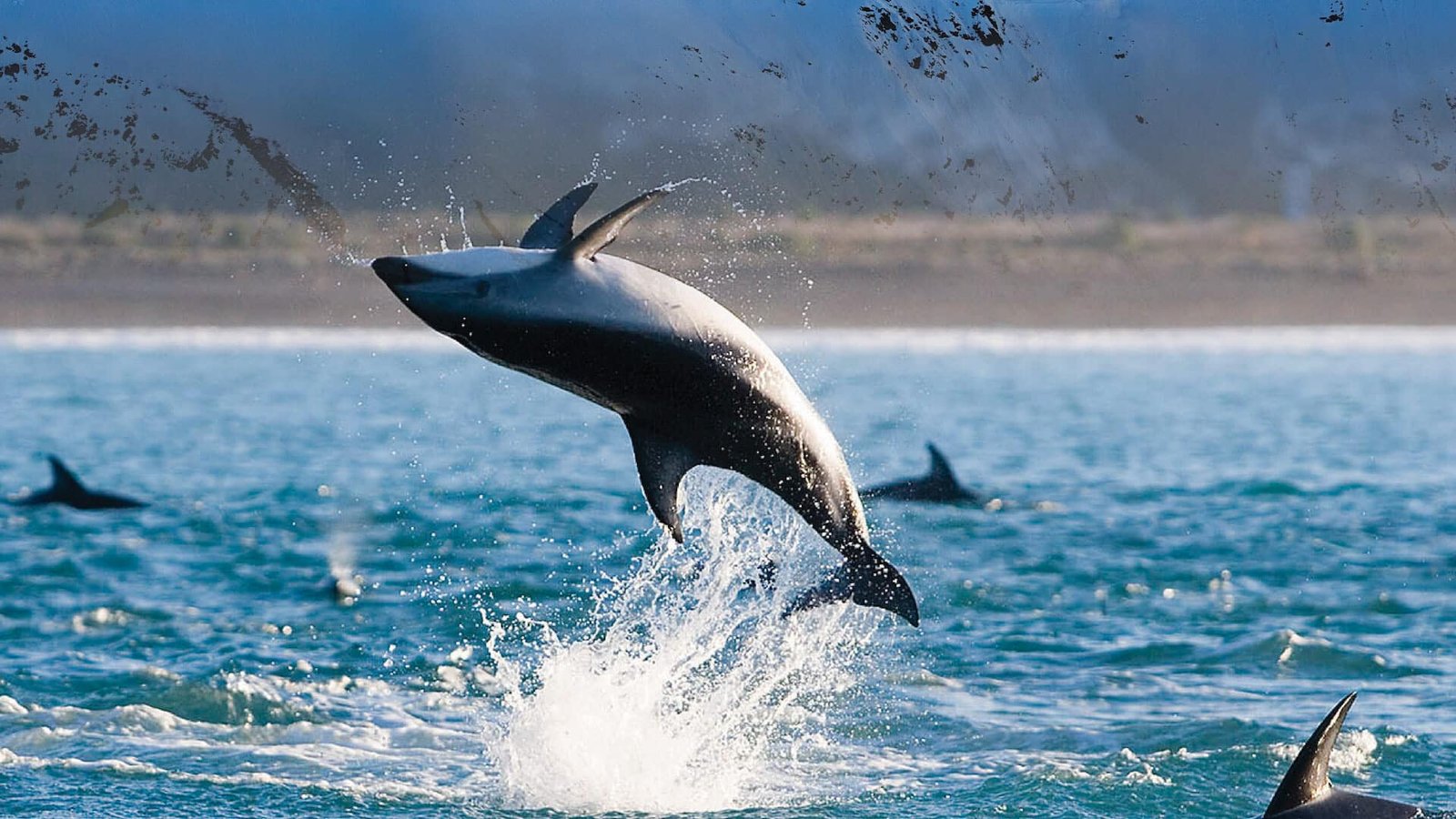 A whale breaching from the ocean with other whales nearby off the coast of Kaikōura