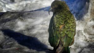 Close-up of a Kea bird perched on icy ground near Mount Cook on a glacier and wildlife tour from Queenstown