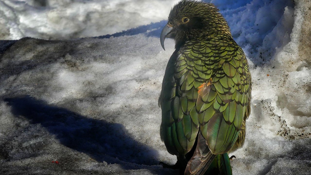 Close-up of a Kea bird perched on icy ground near Mount Cook on a glacier and wildlife tour from Queenstown