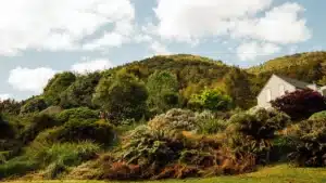 Retreat accommodation peeking through native bushes at Maruia River Retreat